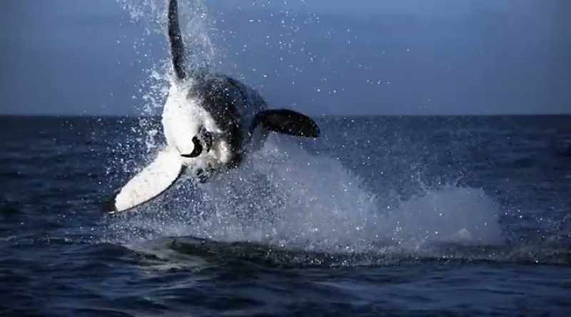 Every species on earth must adapt to survive