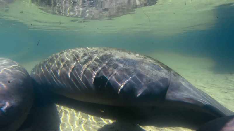 Every year, more than 100 manatees die from human causes