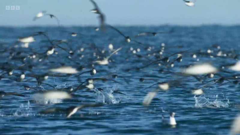 Every year, our coasts are visited