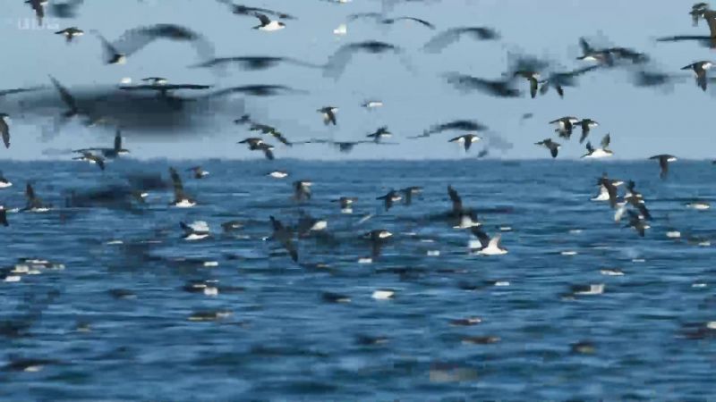 Every year, our coasts are visited