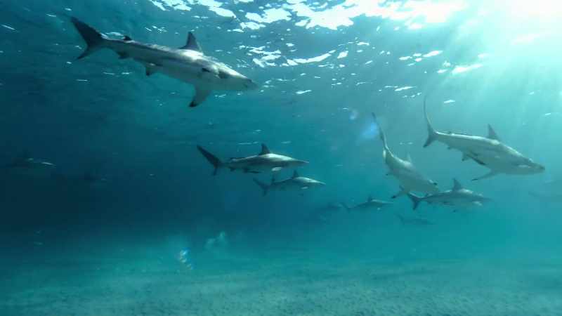 EveryJanuary, they seek out these warm shallows
