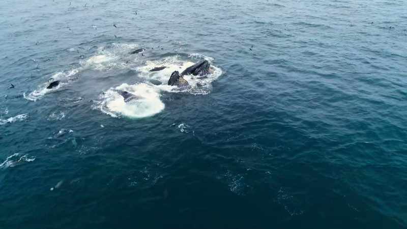 Everyone will feast until the shoal is no more