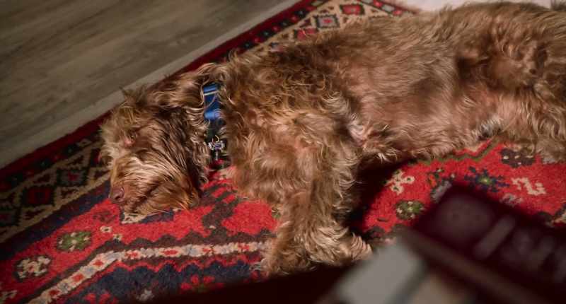Example 9,058. Why being a dog is better than being a person