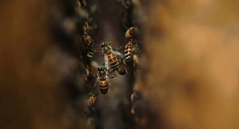 Example of this is the interaction of Varroa mites