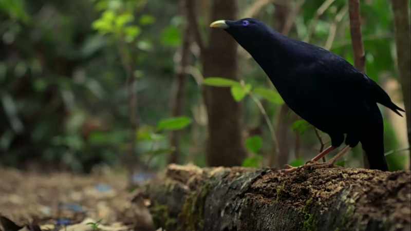 Except this work of art was created by a bowerbird