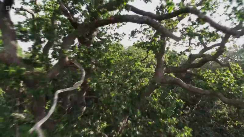 Excess resources stored by the mature trees