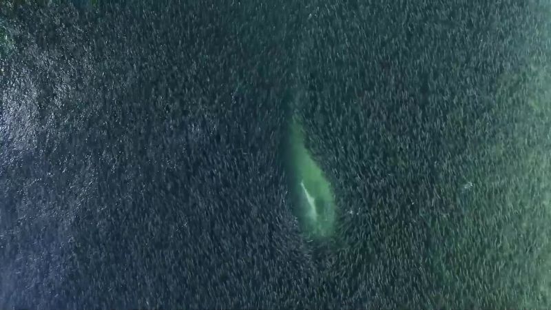 Expert hunters attack the shoal from every angle
