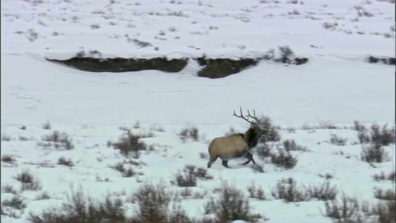 Exploding elk populations were brought back