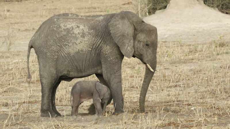Exposing cool soil is the only way to give her calf relief