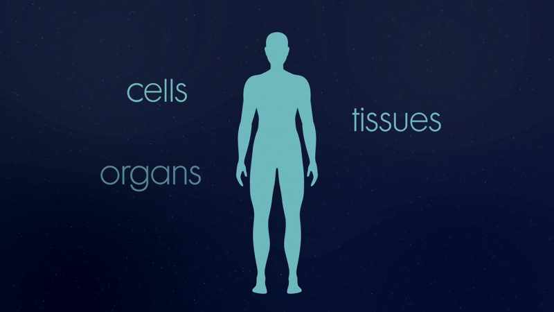 External is cells, tissues, organs, the body
