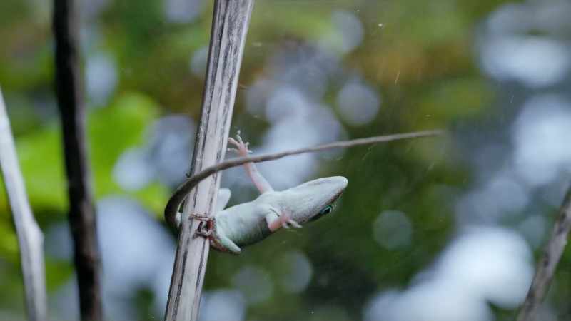 Extra-large footpads help them hang on