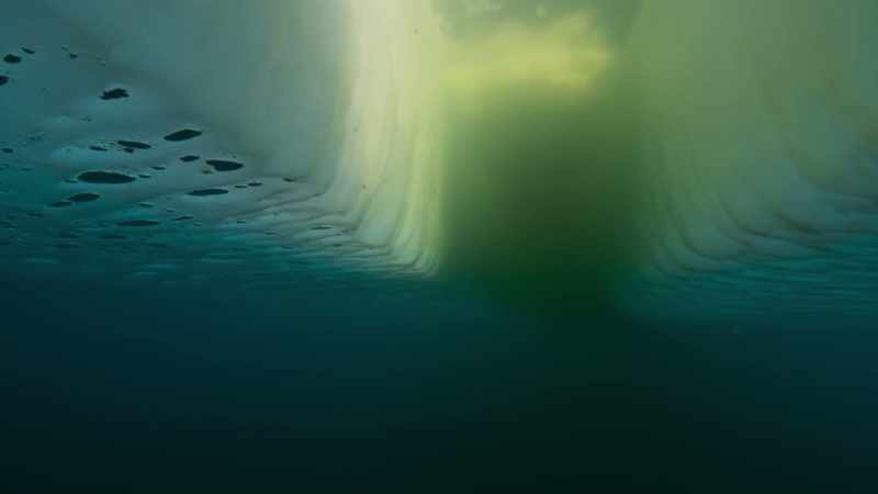 Extraordinary newcomers appear from the depths