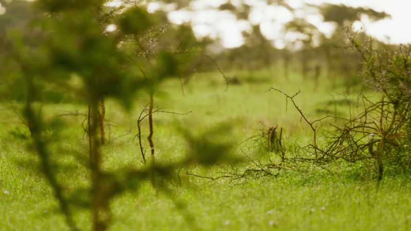 Faced with a threat to Sabera