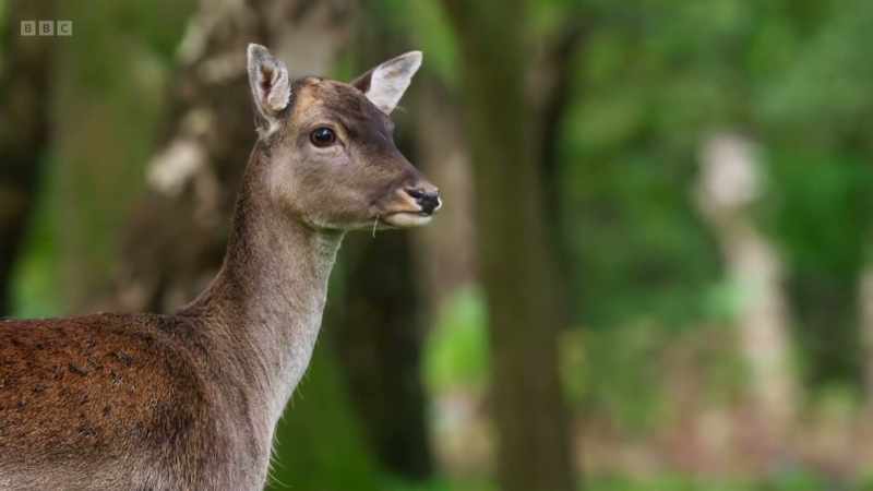 Fallow deer bucks have gathered to fight for the right to mate