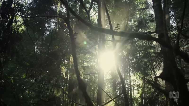 Familiar screams fill the forest