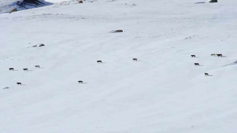 Far across the valley, a legion is gathering
