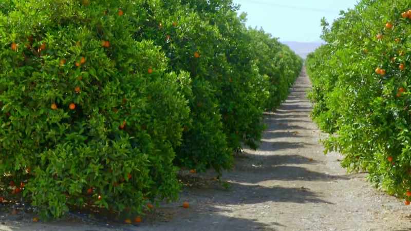 Farmers here grow everything from apricots to rice
