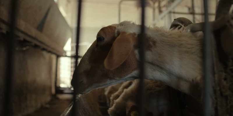 Farmers keep rearing animals
