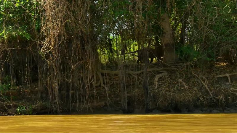 Farther along the river, dense vegetation provides better cover