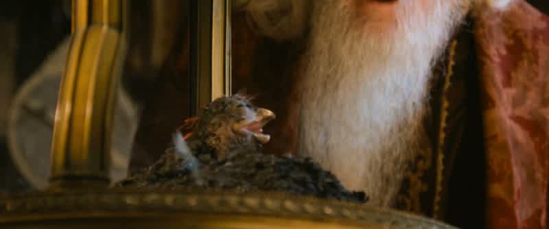 Fascinating creatures, phoenixes