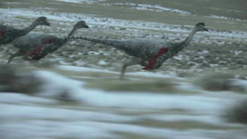 Feathered Ornithomimus are quick to take advantage