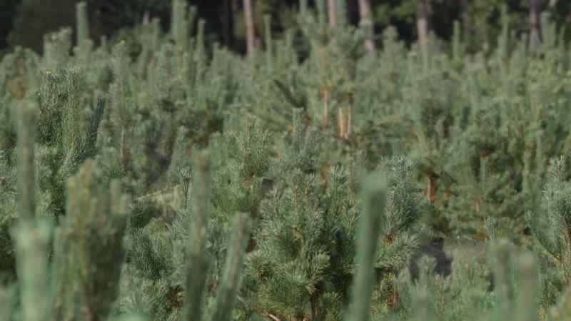 Feeding amongst these pine saplings, Tethyshadros
