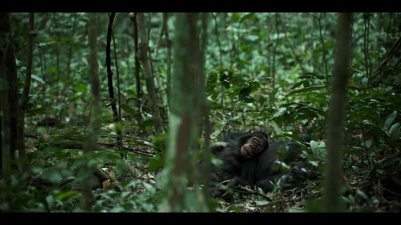 Female chimps mate with multiple males