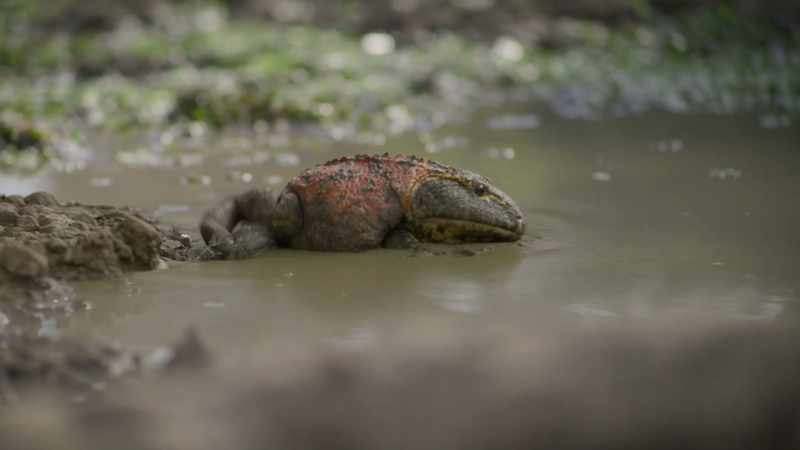 Female devil toads are fussy, so he needs to find a good spot