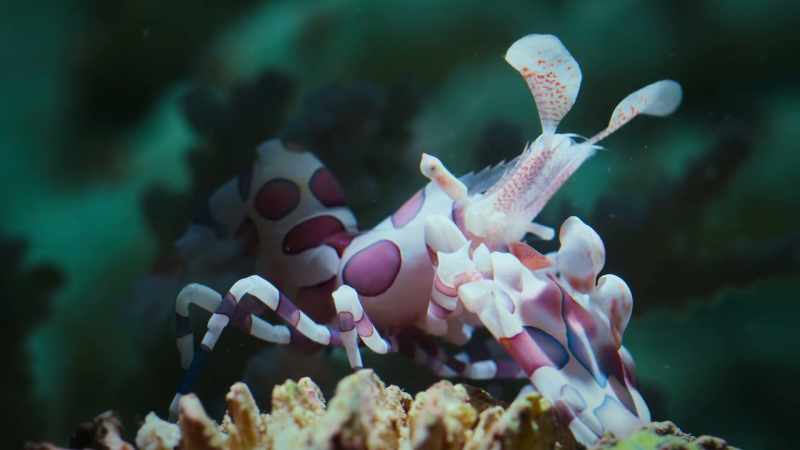 Female harlequin shrimps