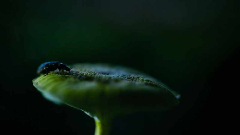 Females will only make their move when the males flash in sync