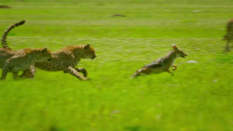 Fending them off is as exhausting as hunting prey