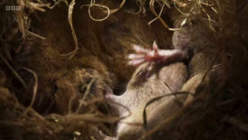 Field voles breed successfully when grasses aren't cut short