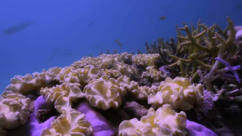 Fields and fields of soft coral