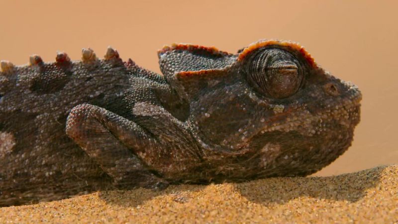 Fifty-five million years of evolution