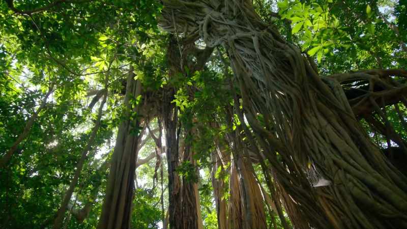 Fig and banyan trees