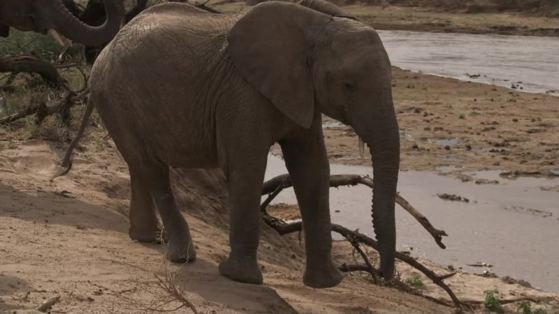 Filled with playful glee, the elephants can't resist