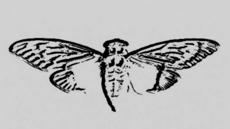 Filmmaker: And this is where Cicada would transform