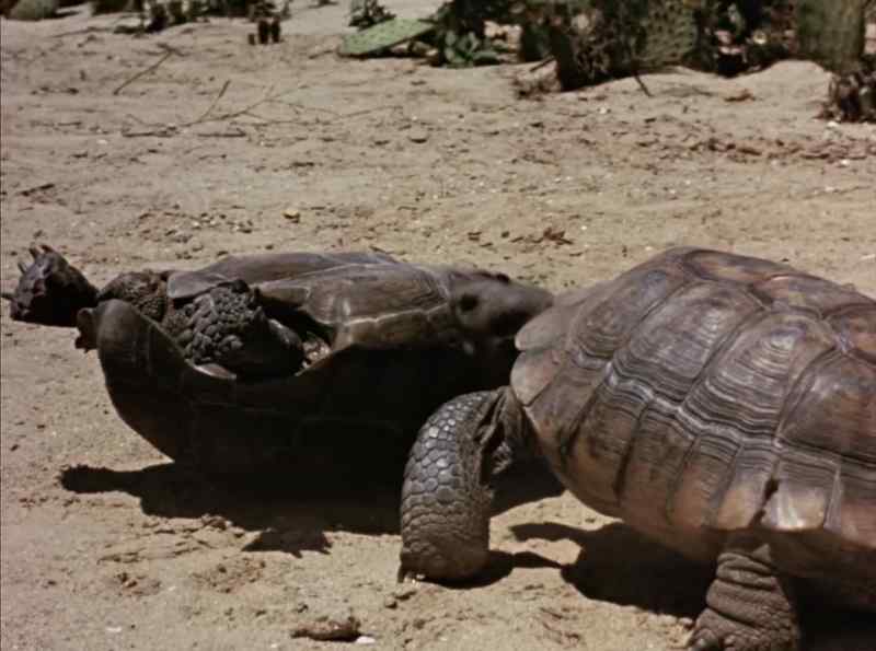 Finally, it's tortoise turned turtle