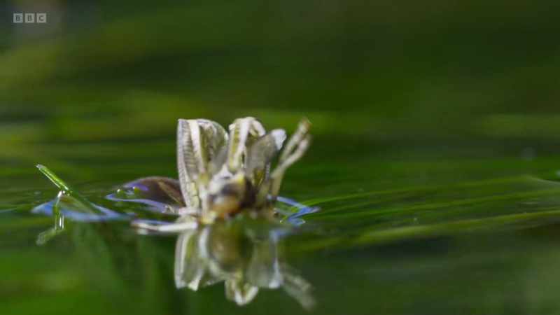 Finally, as its wings unfurl