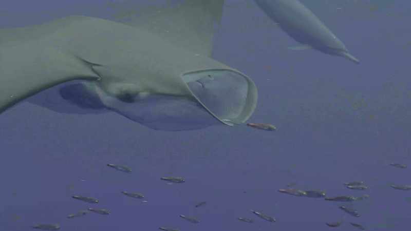 Finally, mobula rays