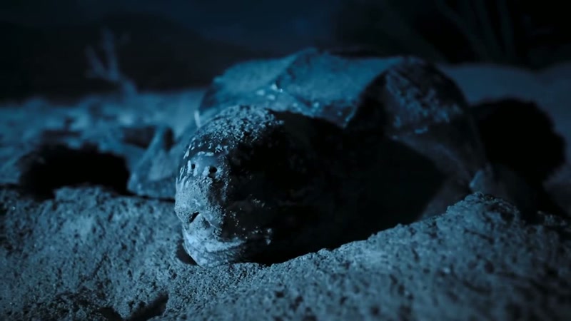 'Finally, after more than an hour, her nest is ready
