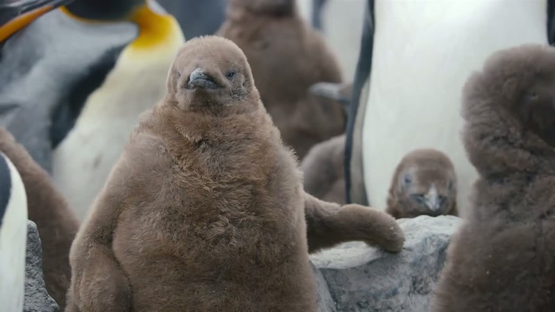 'Finally, the chick can relax