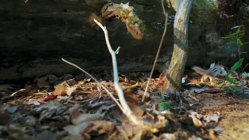 'Finally, the chipmunk forces his rival to retreat