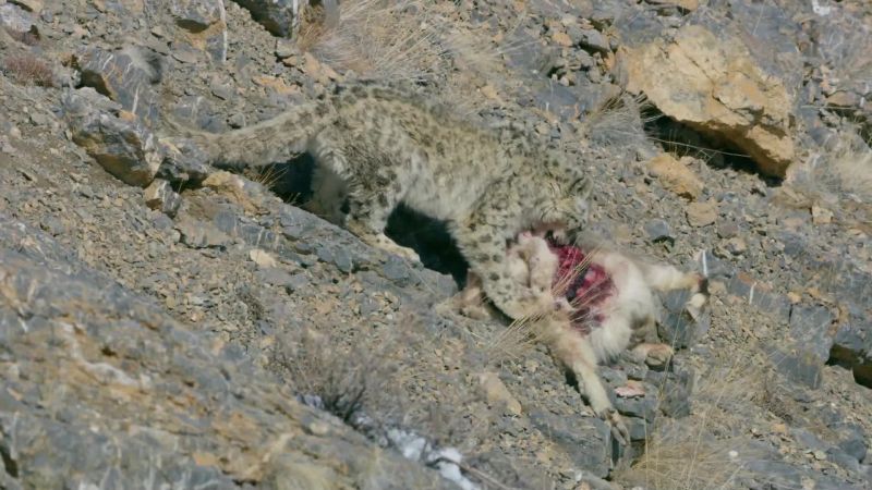 Finally, the snow leopard can eat his fill