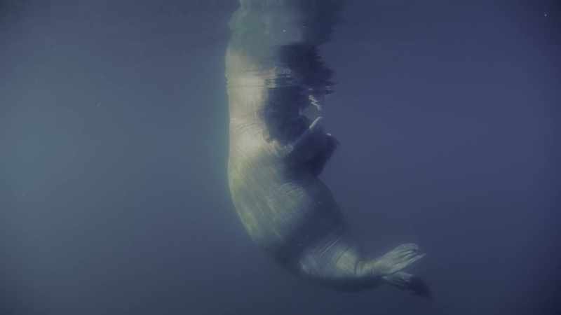 Finding a safe place on these melting shores