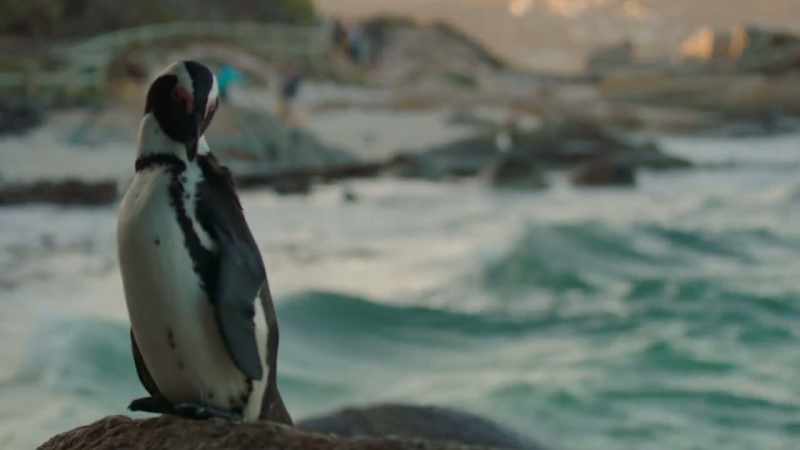 Finding penguin love in this modern world can be tricky