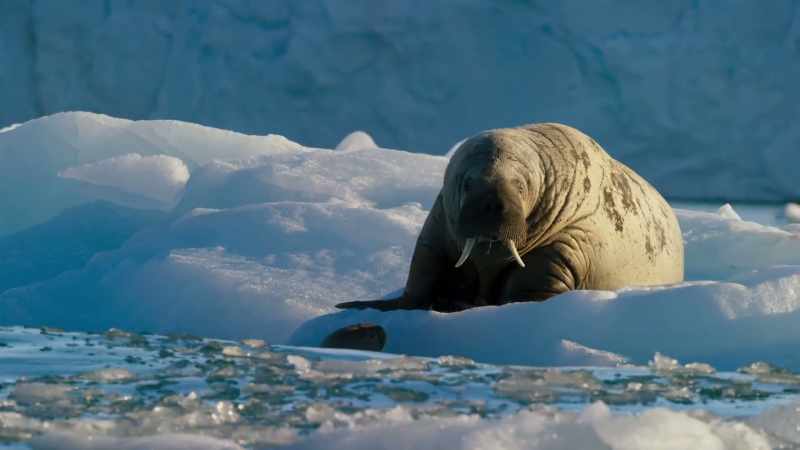 Finding the right place on these melting shores