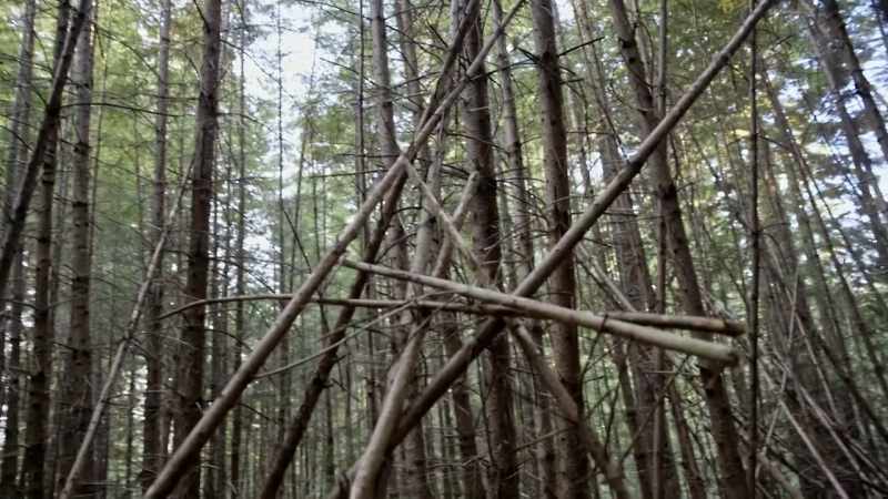 Finding two different tree structures, with this similar shape