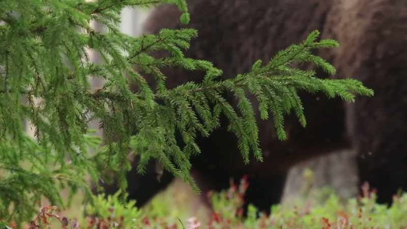 Finland has more than 1,200 bears