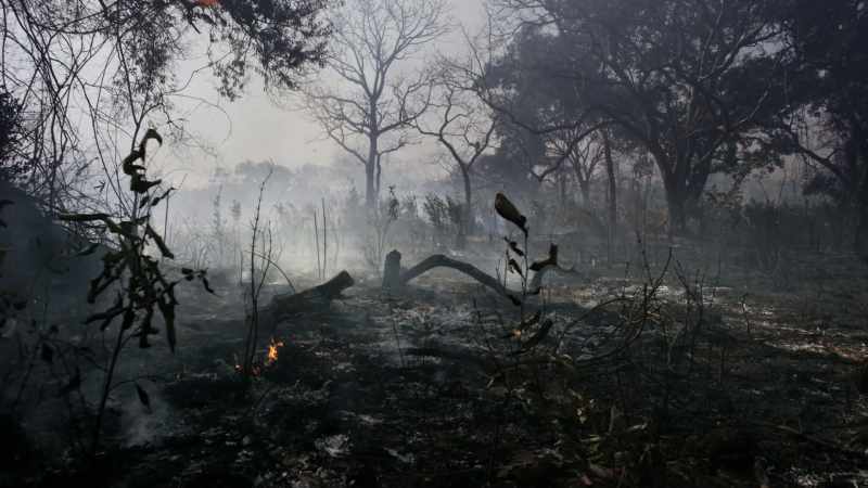 Fires destroy three-quarters of the group's territory